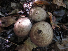 Psathyrella duchesnayensis