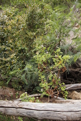 Pelargonium vitifolium