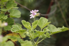 Pelargonium vitifolium
