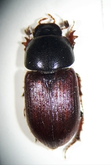 Sigorus porcus