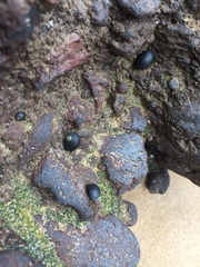 Nerita picea