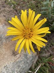 Berkheya barbata