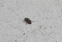 Astylus cyanerythrus