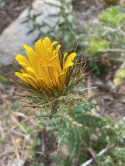 Berkheya barbata