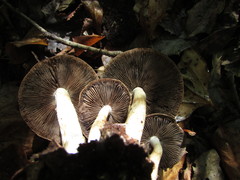 Psathyrella duchesnayensis