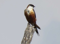 Cecropis senegalensis