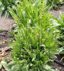 Microseris laciniata