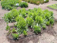 Microseris laciniata