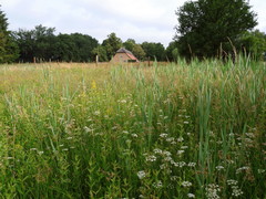 Trocdaris verticillatum