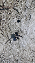 Euodynerus crypticus