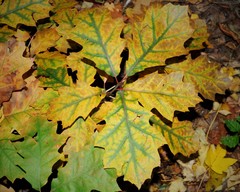 Quercus rubra