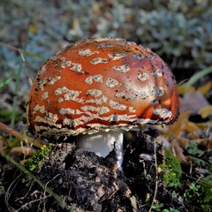 Amanita muscaria