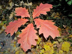 Quercus rubra