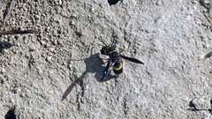 Euodynerus crypticus