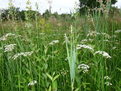 Trocdaris verticillatum