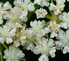 Trocdaris verticillatum