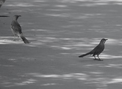 Toxostoma curvirostre