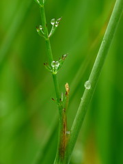 Trocdaris verticillatum