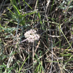 Lomatium orientale