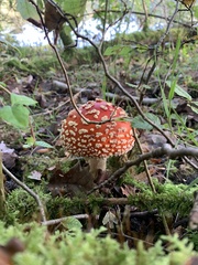 Amanita muscaria