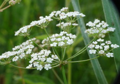 Trocdaris verticillatum