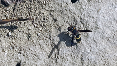 Euodynerus crypticus