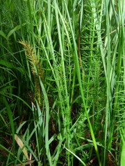 Trocdaris verticillatum