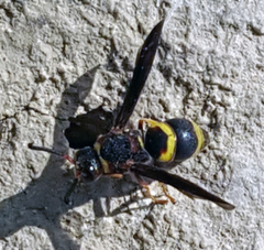 Euodynerus crypticus