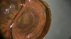 Callinina intertexta