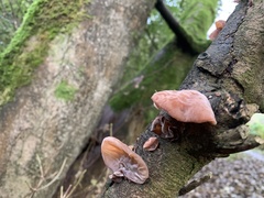 Auricularia auricula-judae