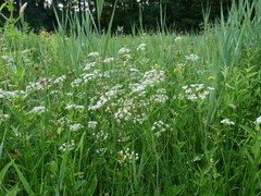 Trocdaris verticillatum