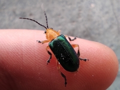 Cacoscelis marginata