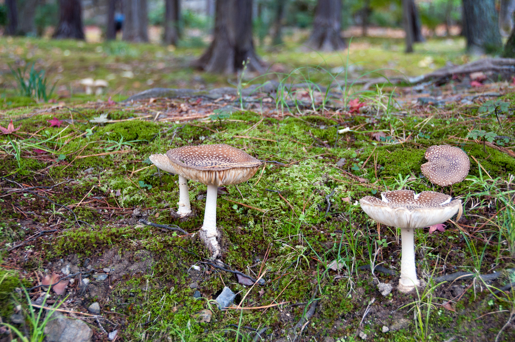 Amanita ibotengutake · November 2013 · photo: © paulasman (iNaturalist, cc-by-nc)