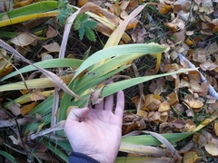 Iris × hybrida