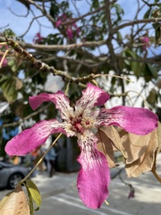 Ceiba speciosa