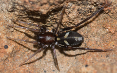 Nucastia