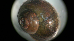 Callinina intertexta