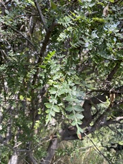 Bursera bipinnata