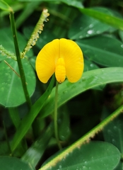 Arachis duranensis