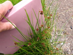 Juncus bolanderi