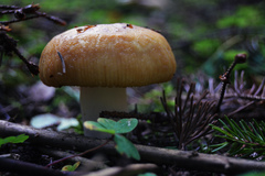 Russula foetens