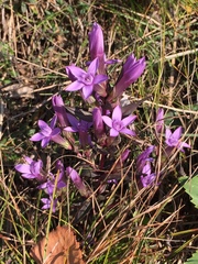 Gentianella anisodonta