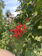 Salvia sessei