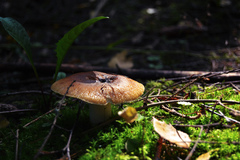 Russula foetens