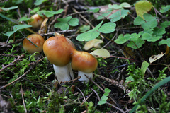Russula foetens