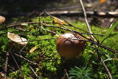 Russula foetens