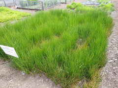 Juncus bolanderi
