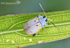 Walterianella tenuicincta