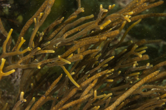 Bifurcariopsis capensis