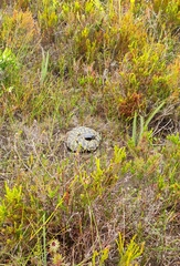 Hemachatus haemachatus